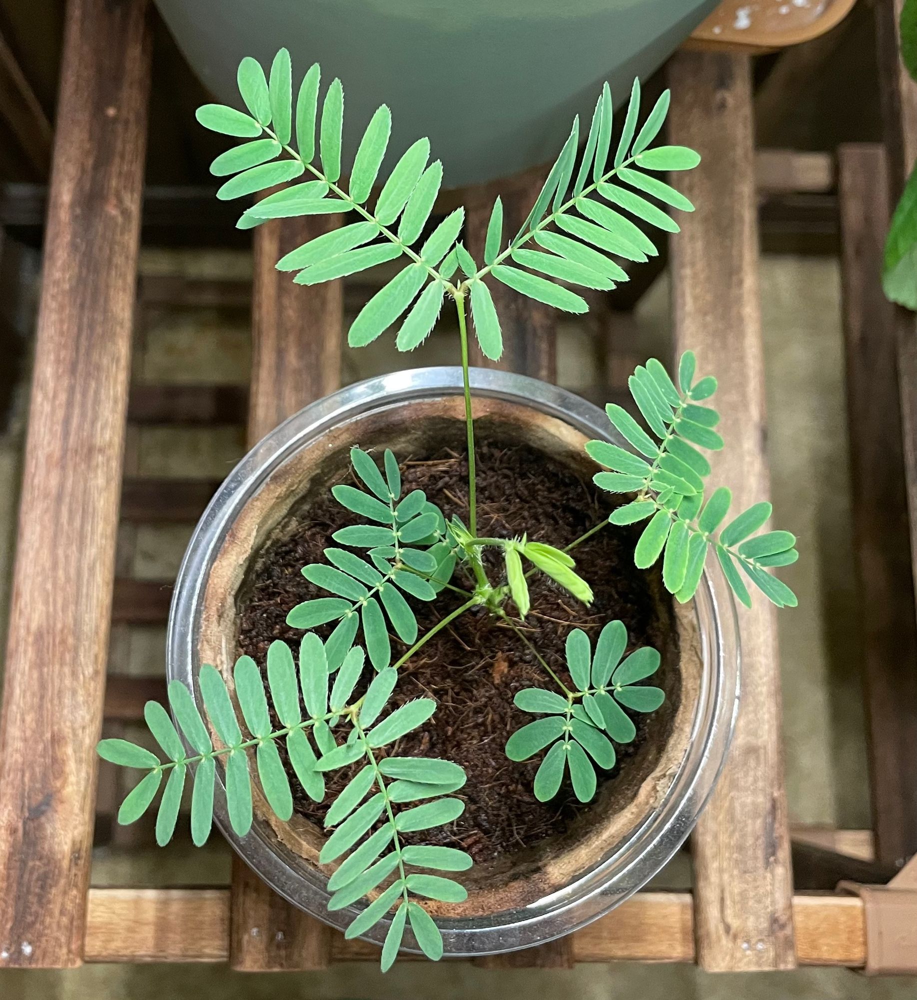 Sensitive Plant  Botanical Interests