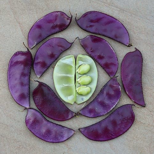 Ruby Moon Hyacinth Bean Seeds  Epic Gardening