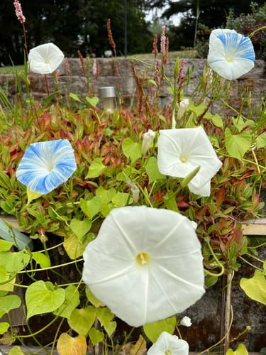 plant fertilizer fish Alaska Fish Fertilizer 511