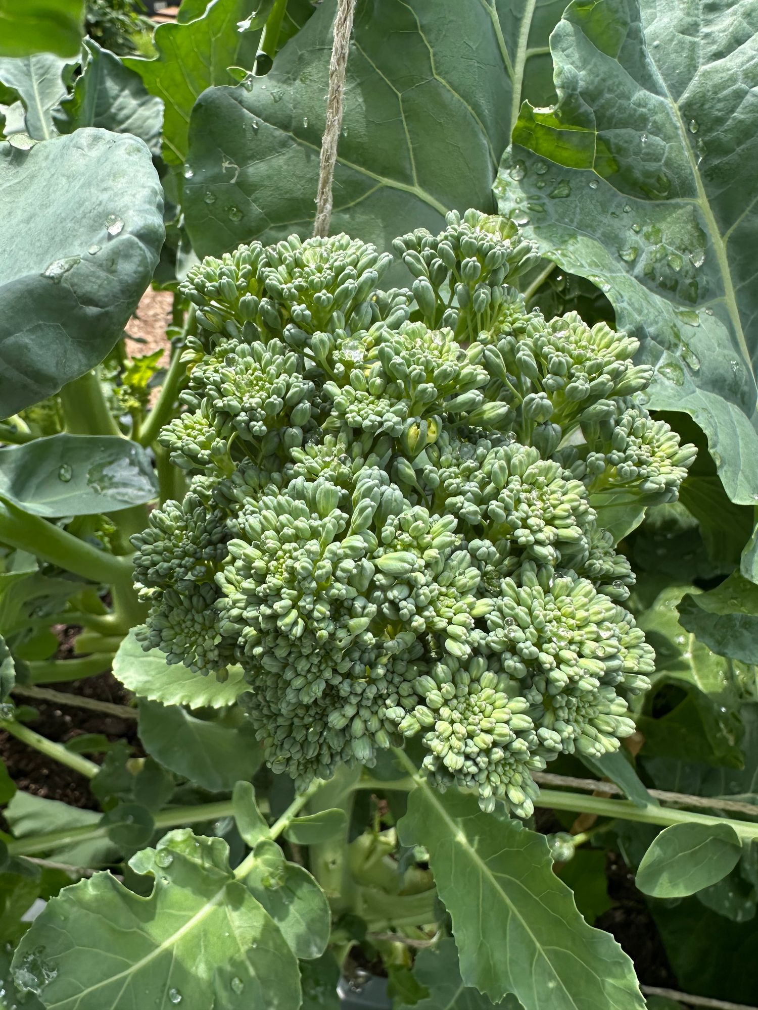 olivenbaum welche erde Olivenbaum Erde 5 L