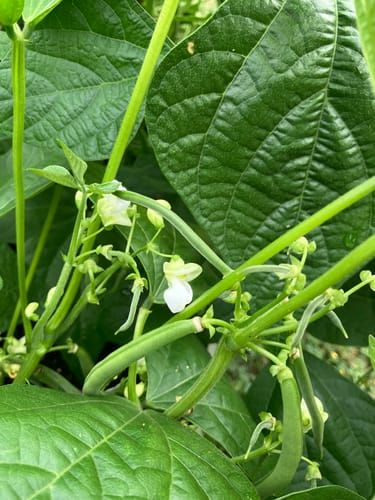 monstera plant indoor Monstera Deliciosa | Swiss Cheese Houseplant | Buy Plants Online | Easy  Care