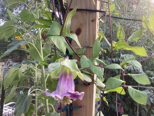 Blue Cathedral Bells Cup and Saucer Vine Seeds  Botanical Interests