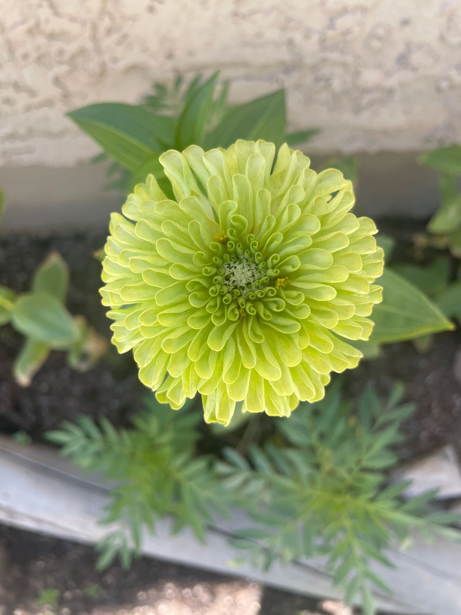 Envy Zinnia Seeds – Botanical Interests, image size:1500x2000