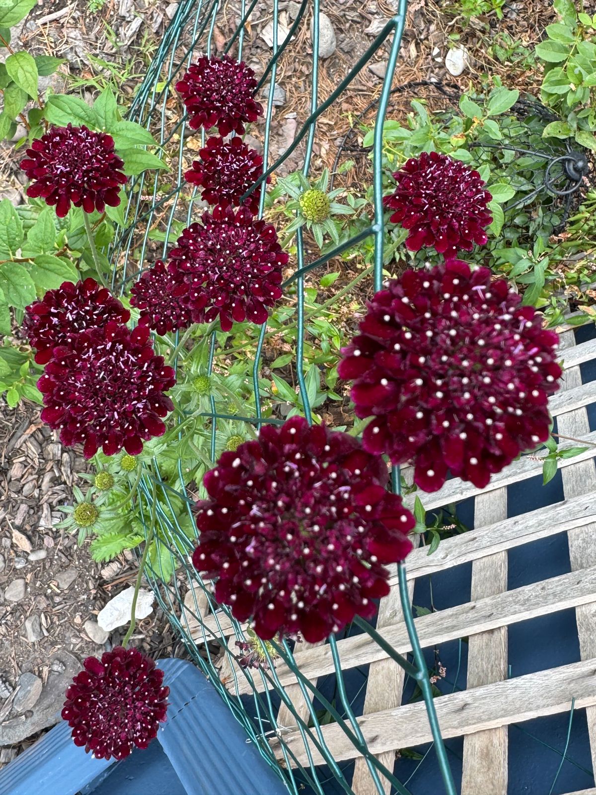comfort mousse plants are purple Comfort Mousse: Cherry main image 1