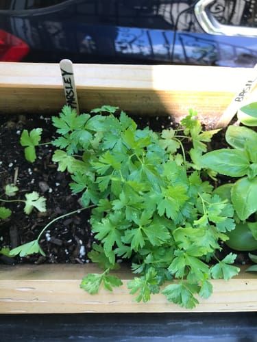 Parsley Italian Giant Org  Botanical Interests