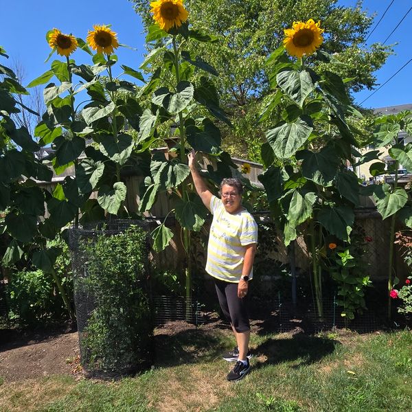 Mongolian Giant Sunflower Seeds  Botanical Interests
