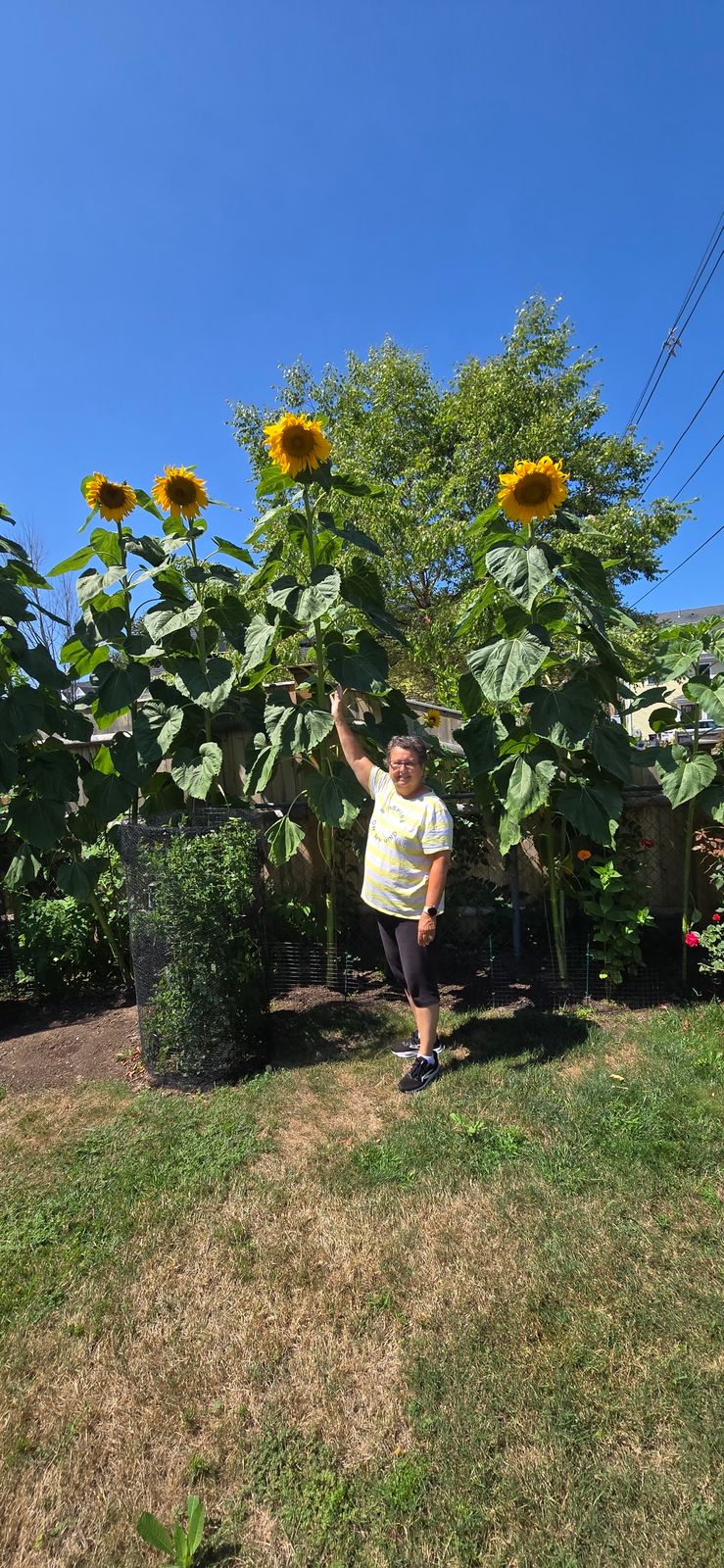Mongolian Giant Sunflower Seeds  Botanical Interests