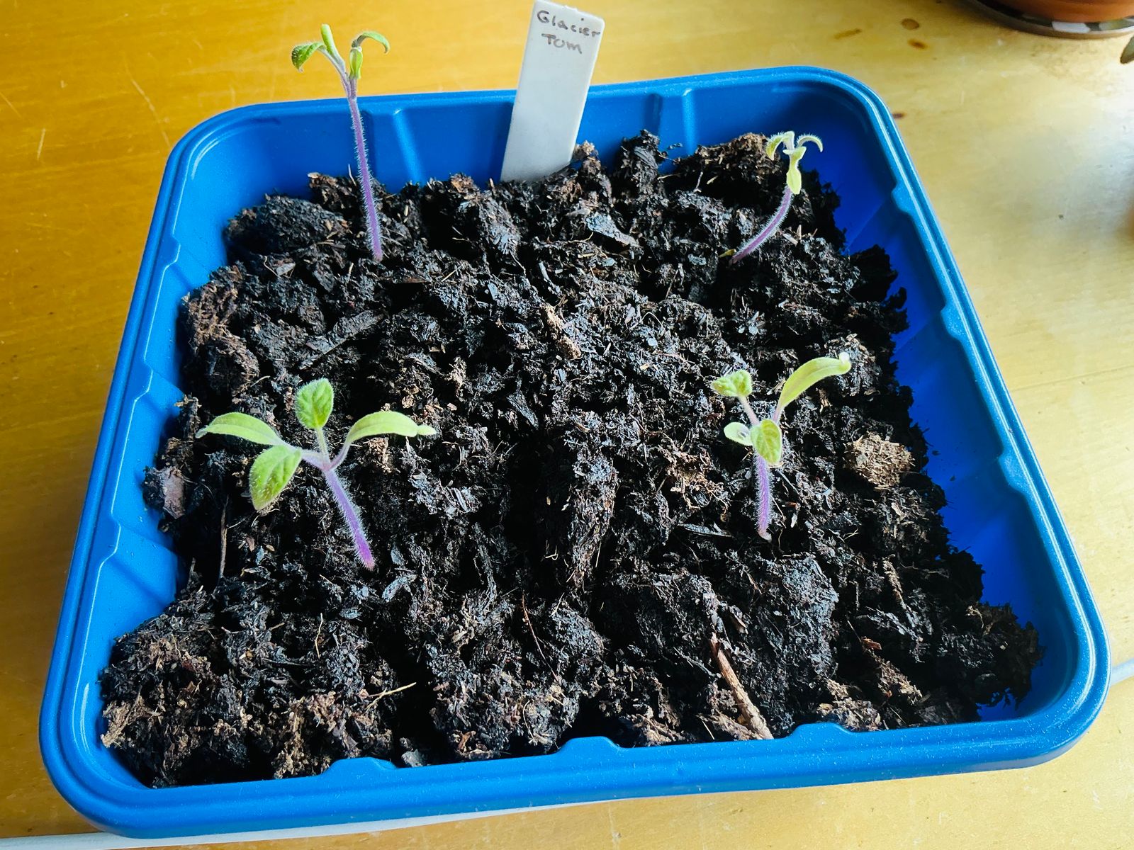 Glacier Bush Tomato Seeds  Botanical Interests