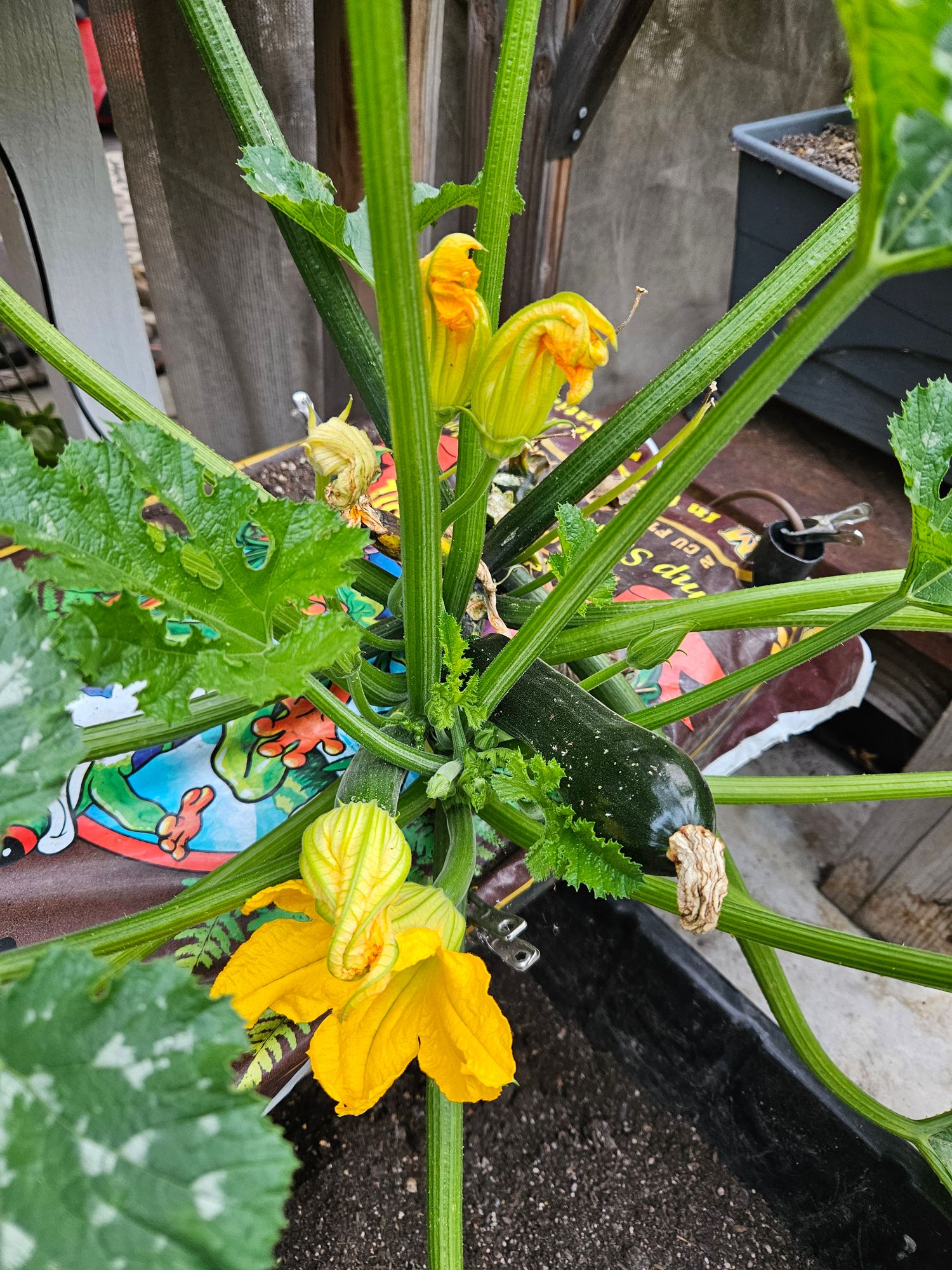 Best Disease Resistant Zucchini Plants for Florida: Top Picks 2 Best Disease Resistant Zucchini Plants for Florida: Top Picks