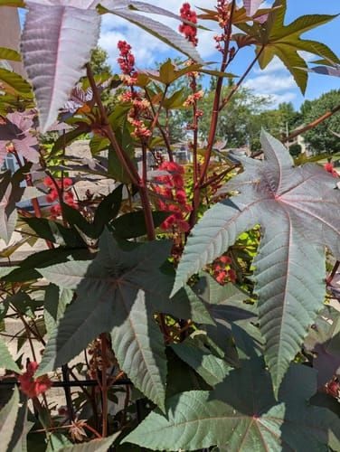 aglaonema plant flower Pink Aglaonema Beauty for Sale main image 0
