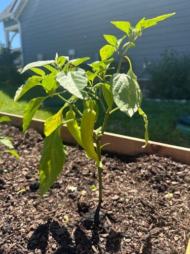 Sweet Banana Sweet Pepper Seeds  Epic Gardening