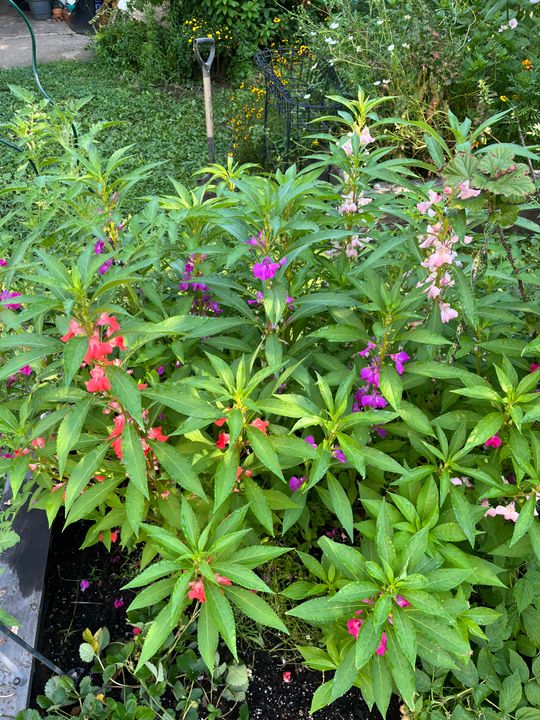 Tom Thumb Blend Balsam Seeds  Botanical Interests