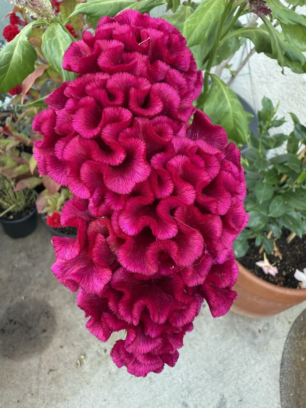 Chief Red Flame Celosia Seeds – Botanical Interests, image size:1200x1600
