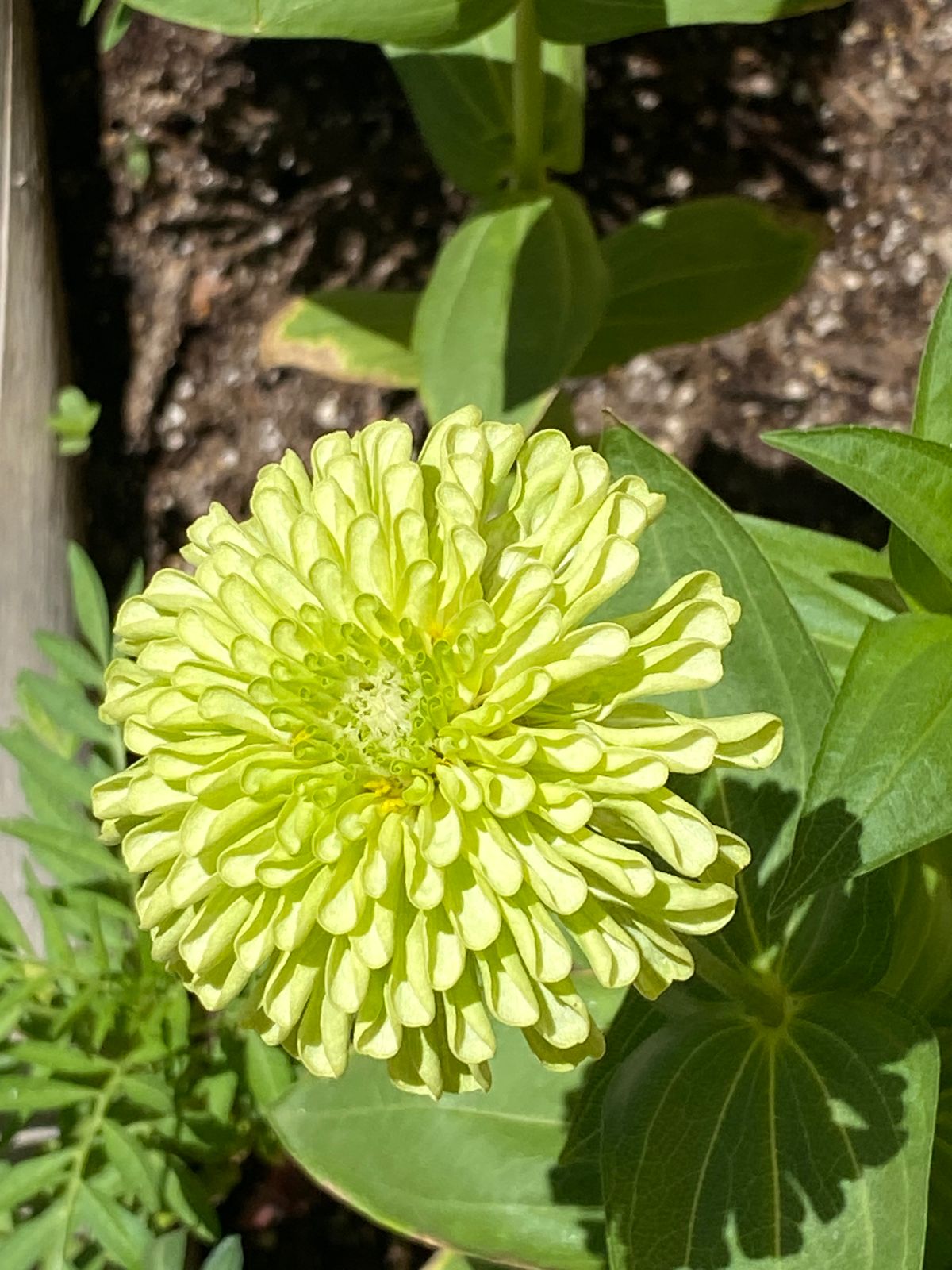 Envy Zinnia Seeds – Epic Gardening, image size:1200x1600