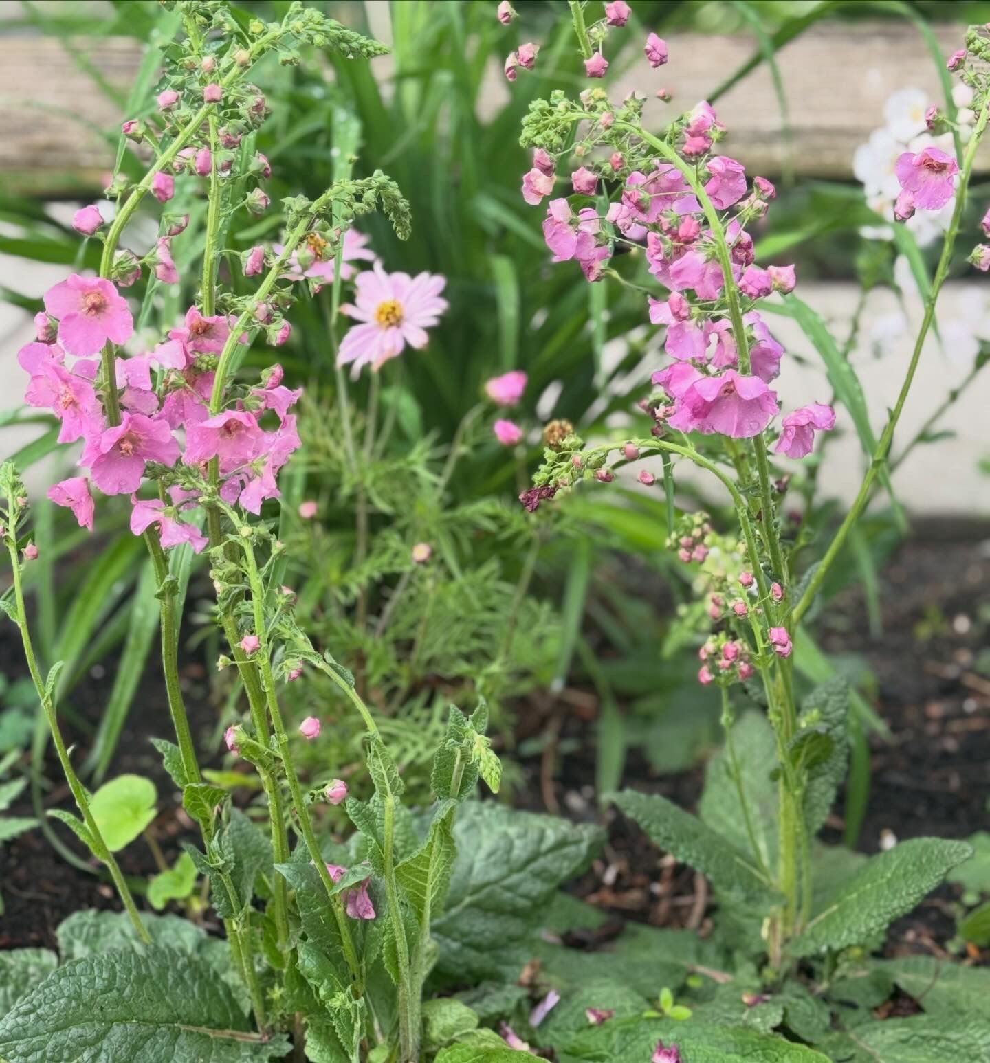 spinach plant Bloomsdale Longstanding Spinach Seeds Packet: 300 Seeds (3.45 grams), OG main image 0
