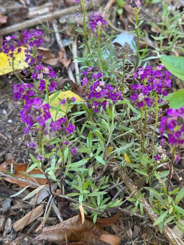 Sweet Alyssum 'Oriental Nights' Dark Purple Flower Seeds - 500 Non-GMO Seeds, Groundcover, Attracts Bees