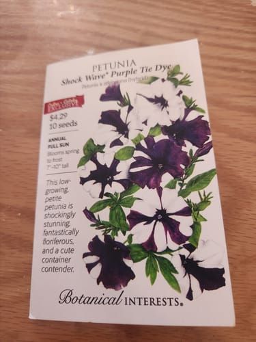 morning glory seeds for sale Morning Glory 'Crimson Rambler'