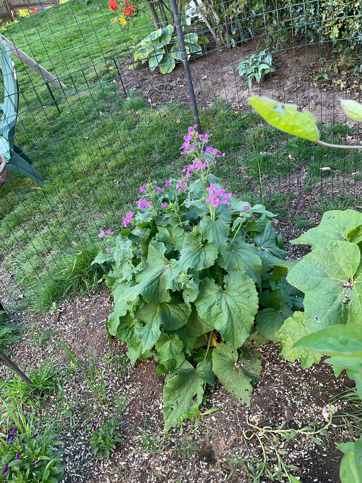 Honesty Money Plant Seeds  Botanical Interests
