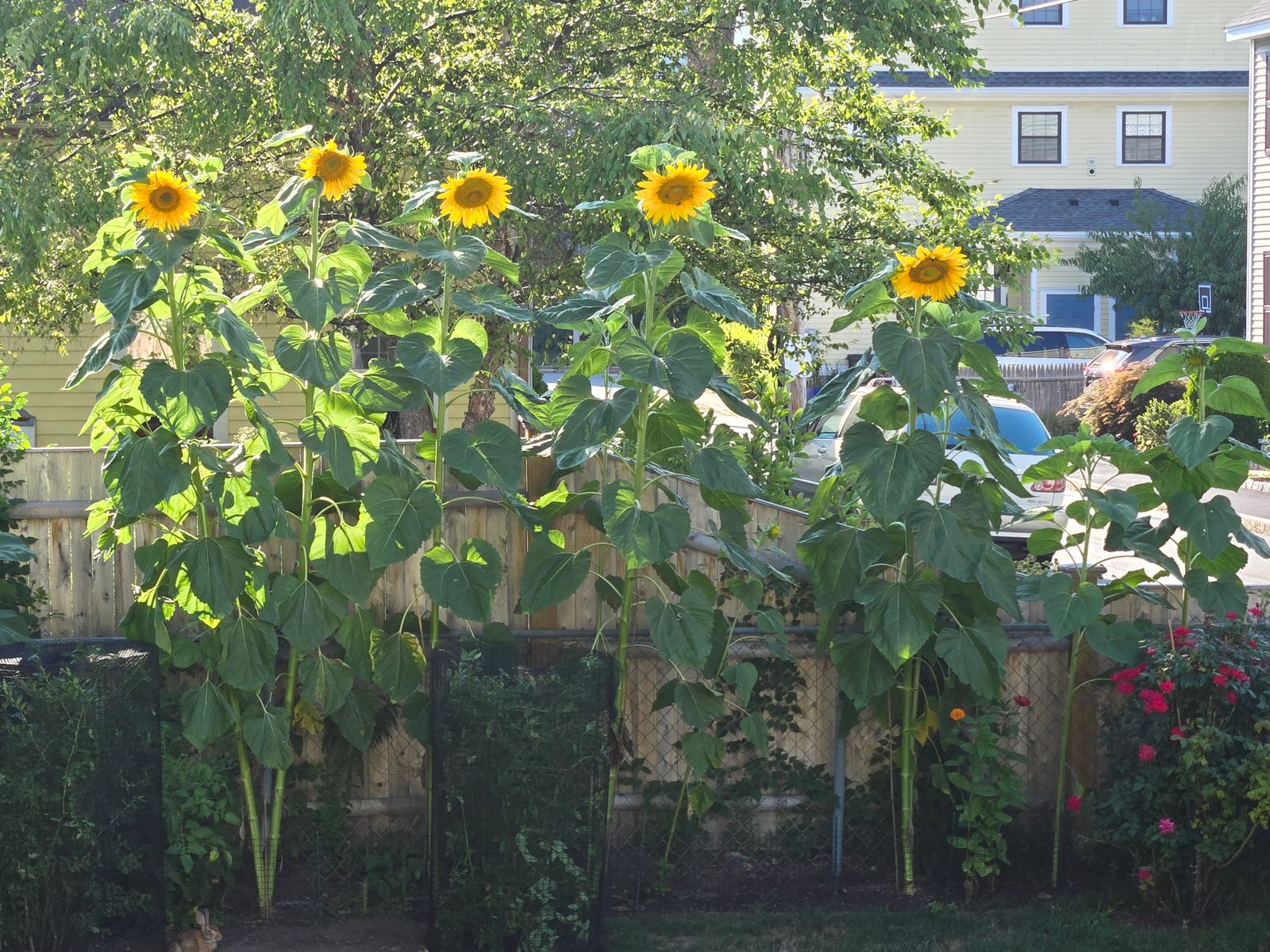 where to buy sunflower seeds to plant Sunflower Growing Kit
